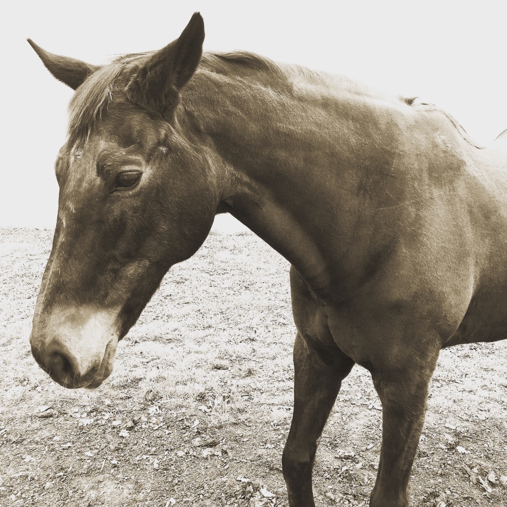 photo libre — 52