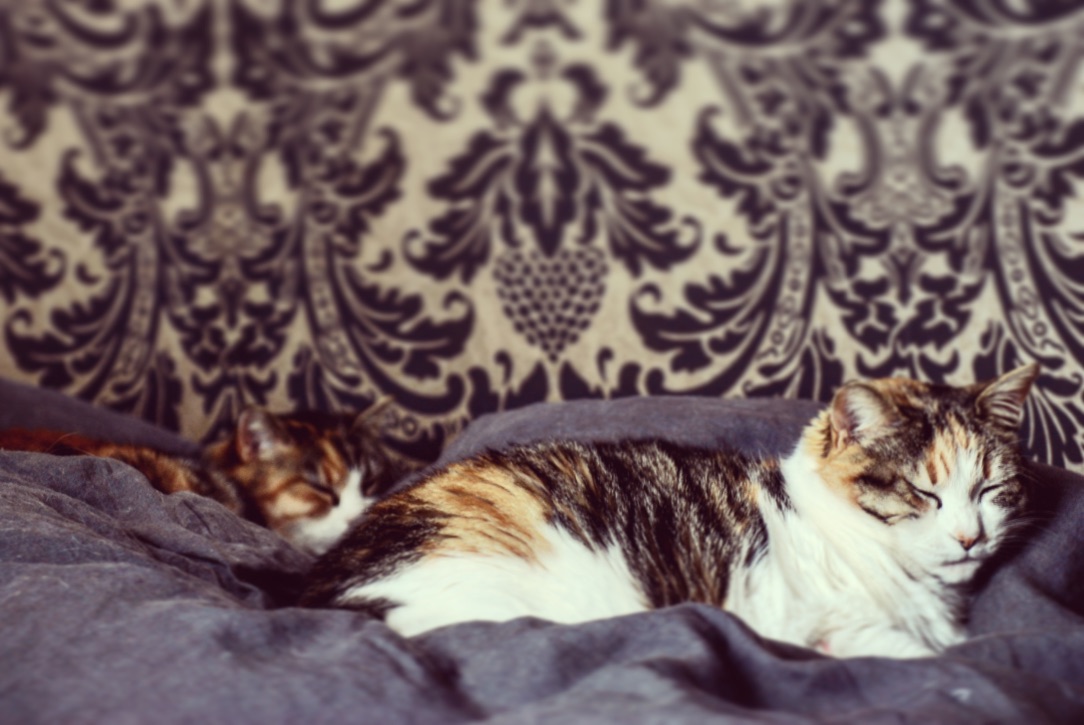photo libre — 45