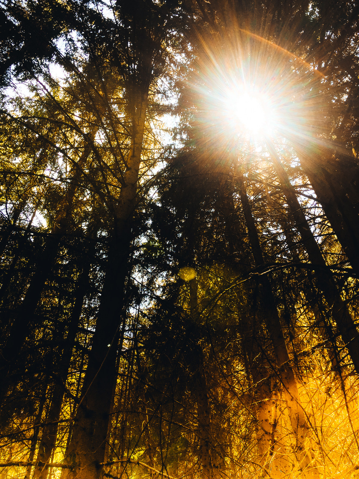 nature — 9